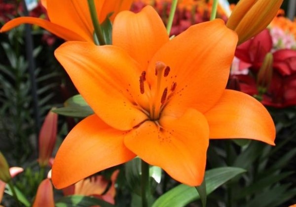 Lilium LA Sunderland