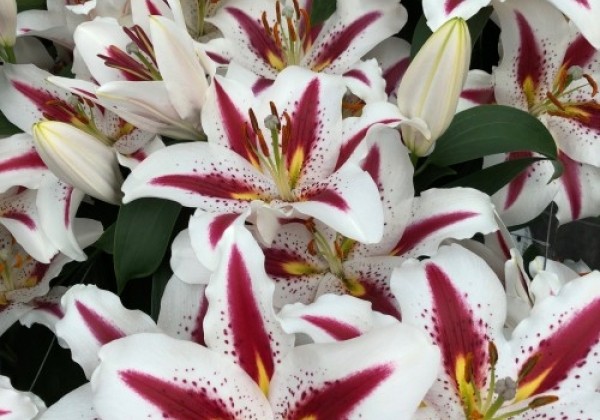 Lilium OR Big Smile