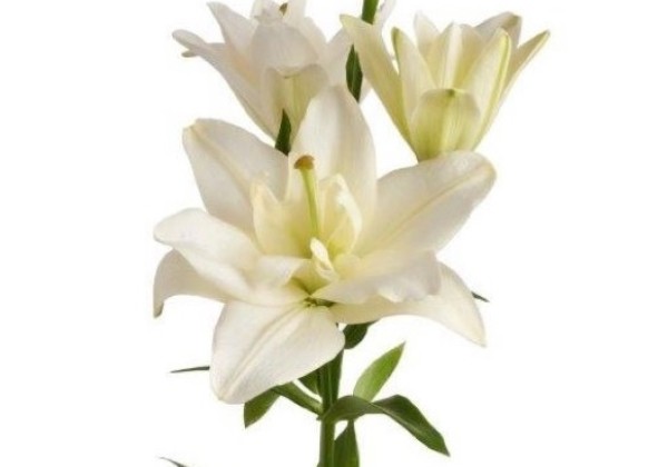 Lilium LA Belvedere