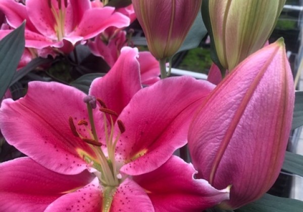 Lilium OR Campania
