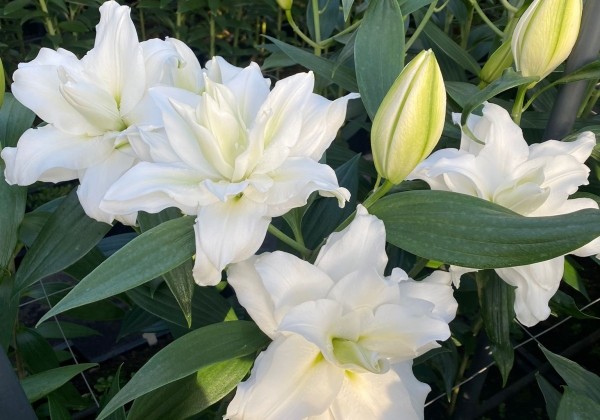 Lilium OR Roselily Cecilia
