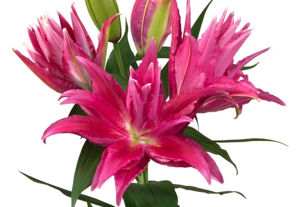 Lilium OR Roselily Gabriella