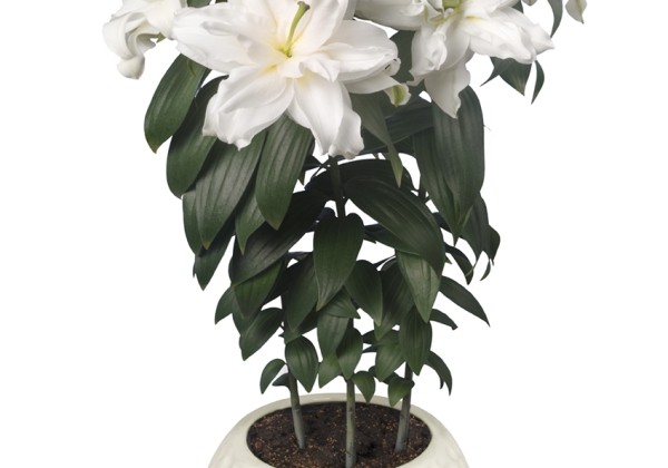 Lilium OR (podu) Roselily Zeta