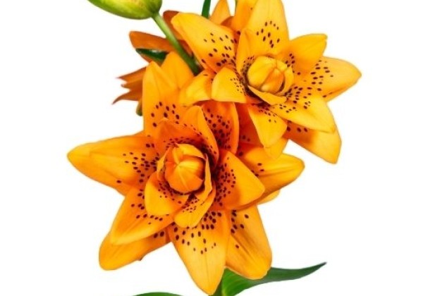 Lilium AZ Dutch Design