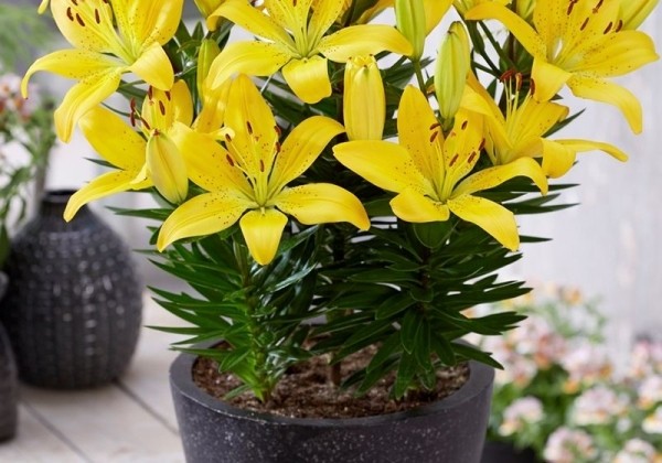Lilium AZ (podu) Golden Matrix