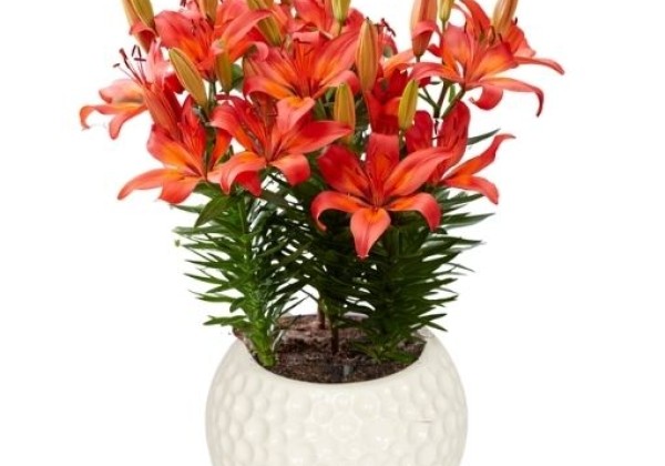 Lilium AZ (podu) Matrix