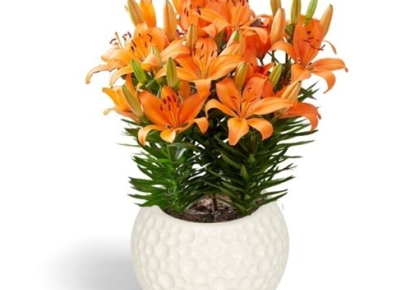 Lilium AZ (podu) Orange Matrix