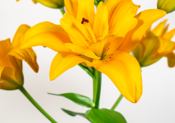 Lilium LA Backhand