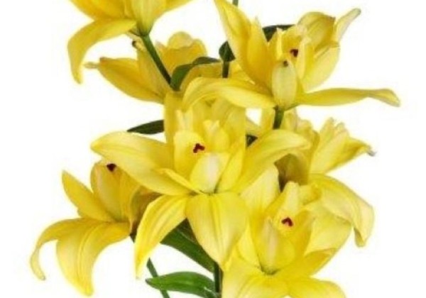 Lilium LA Crosscourt