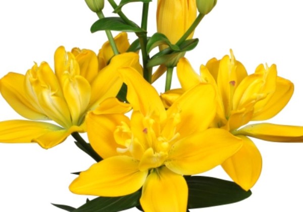 Lilium LA Beverly Gold