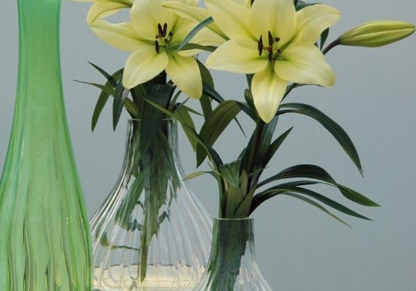 Lilium LA Trebbiano Gerrit Zalm