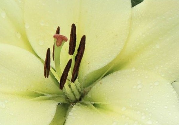 Lilium LA Trebbiano Gerrit Zalm