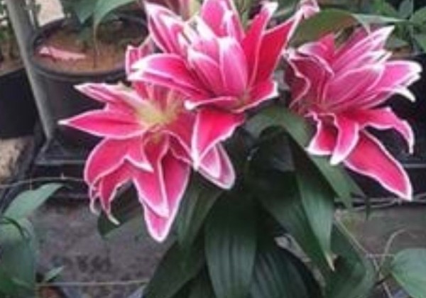Lilium OR Roselily Aletha