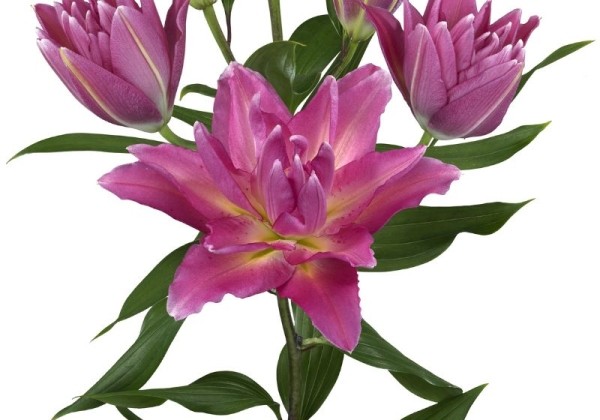 Lilium OR Roselily Aranza