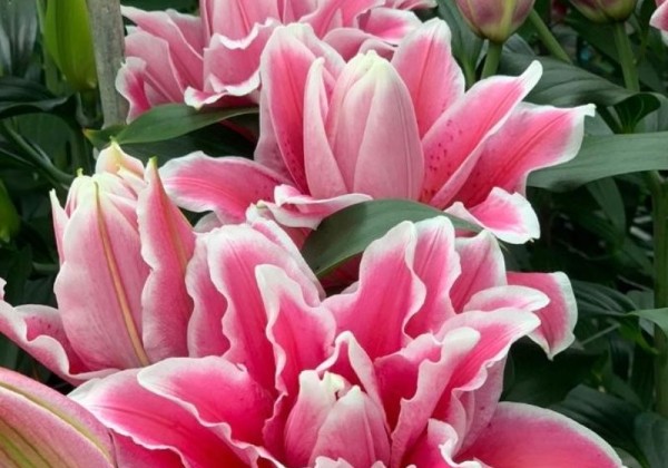 Lilium OR Roselily Bianca