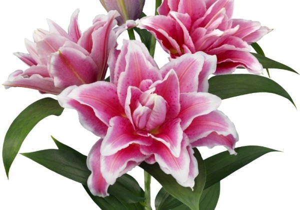 Lilium OR Roselily Bianca