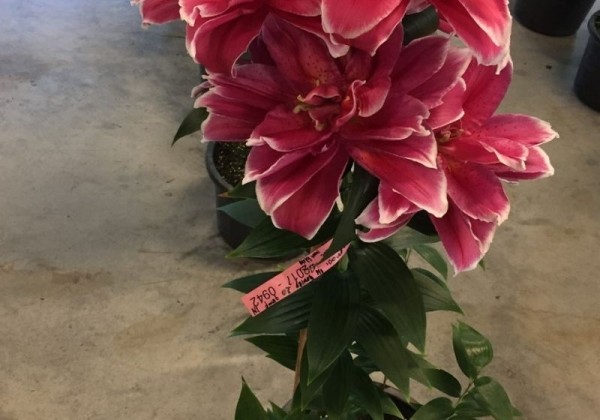 Lilium OR Roselily Bonjoura
