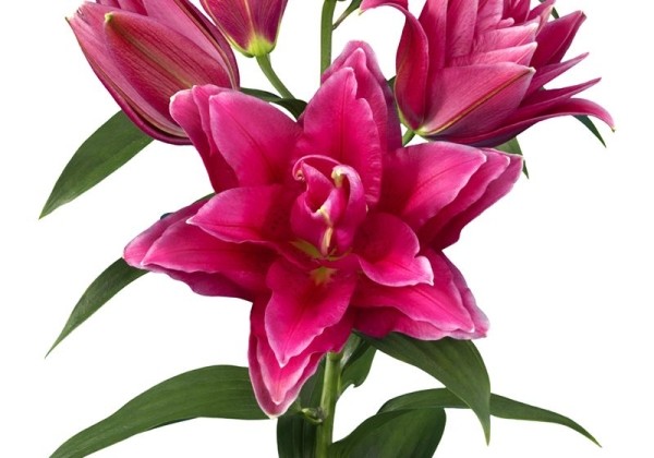 Lilium OR Roselily Manouska