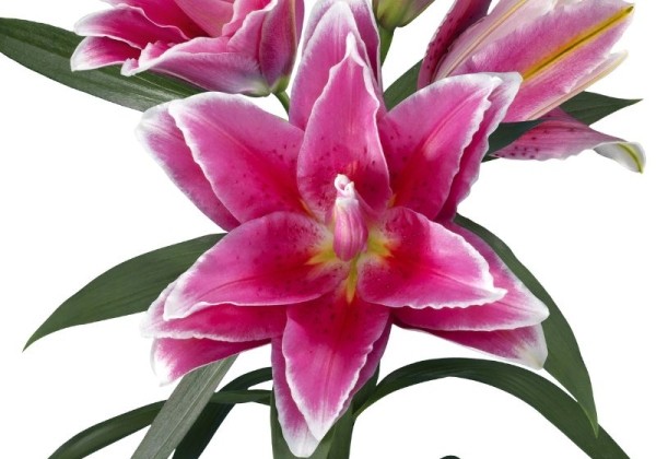 Lilium OR Roselily Paula