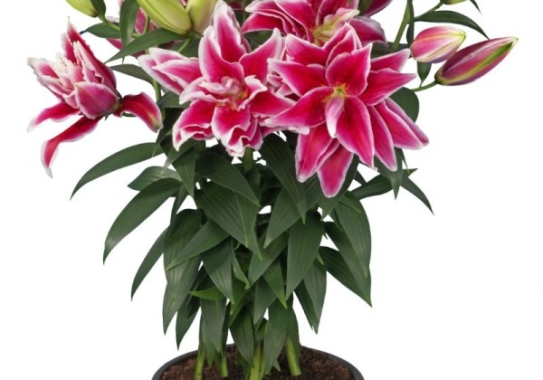 Lilium OR (podu) Roselily Kyra