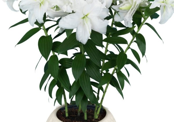 Lilium OR (podu) Roselily Lara