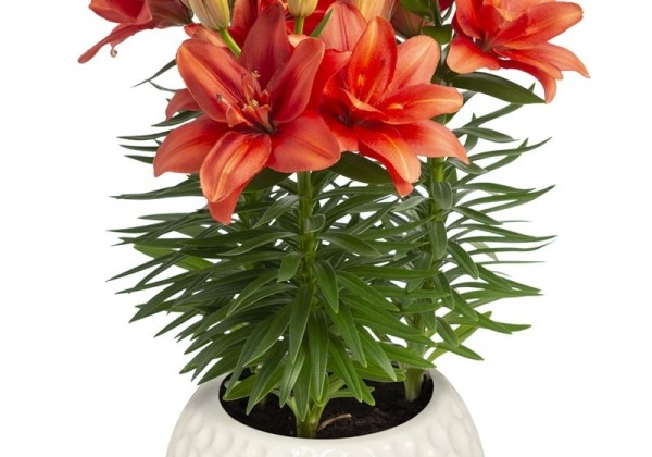 Lilium AZ (podu) Pura Amor