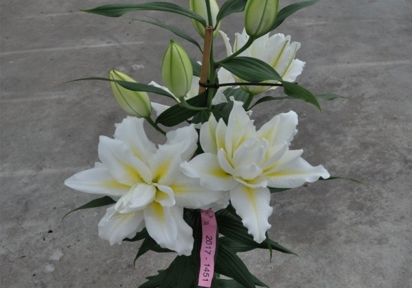 Lilium OR Roselily Amadea