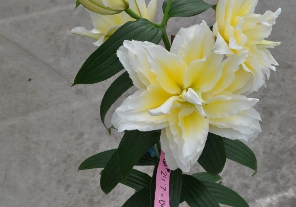 Lilium OR Roselily Ancilla