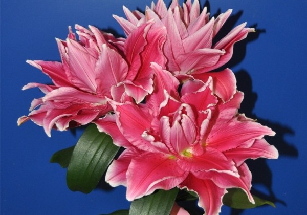 Lilium OR Roselily Antonella