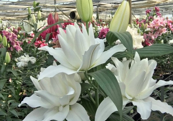 Lilium OR Roselily Cyrilla