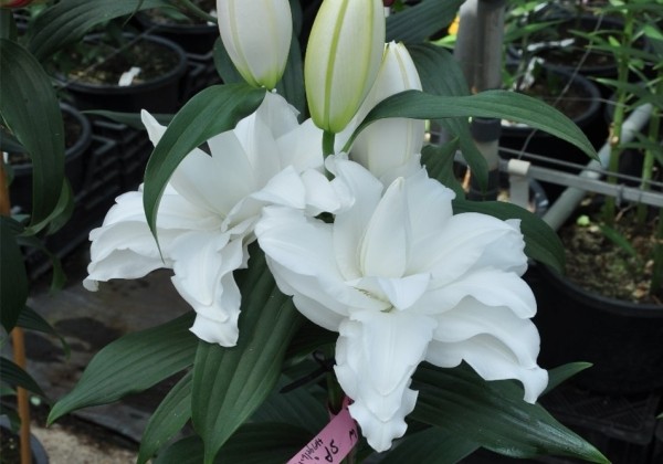 Lilium OR Roselily Delmara