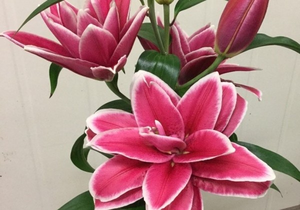 Lilium OR Roselily Frederica