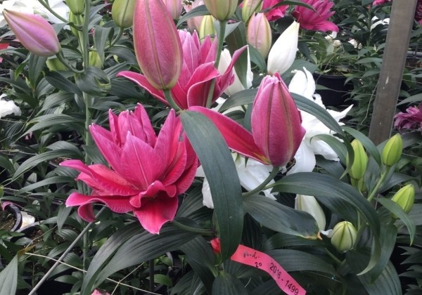 Lilium OR Roselily Mariella