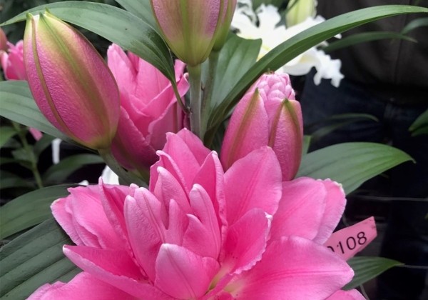 Lilium OR Roselily Sherida