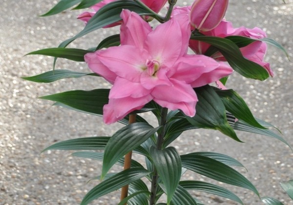Lilium OR Roselily Titia