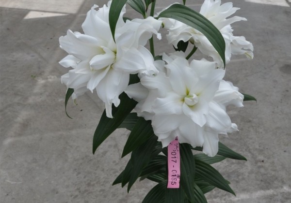 Lilium OR Roselily Xanta