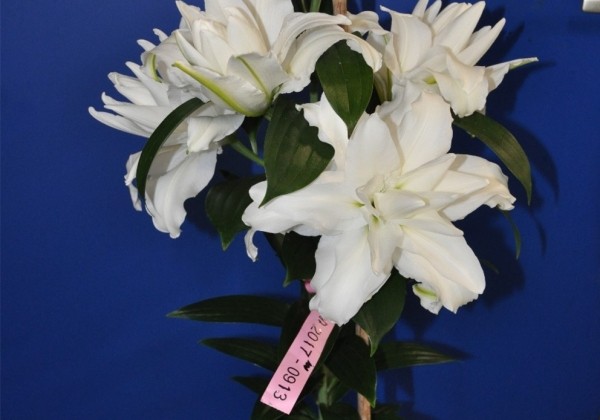 Lilium OR Roselily Yanicka
