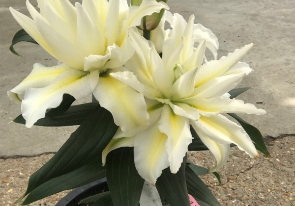 Lilium OR (podu) Roselily Jada