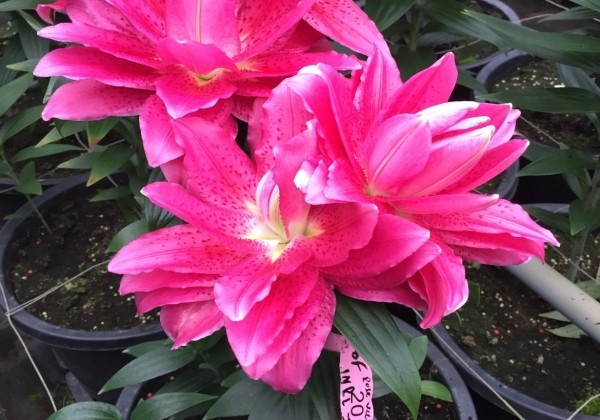 Lilium OR (podu) Roselily Xava