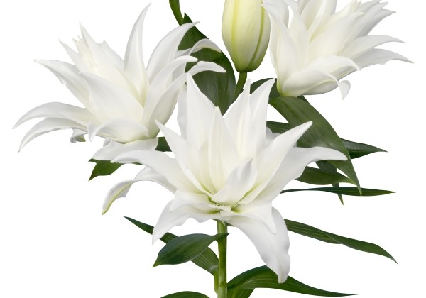 Lilium OR Roselily Tanya