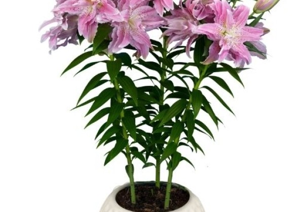 Lilium OR (podu) Roselily Azra