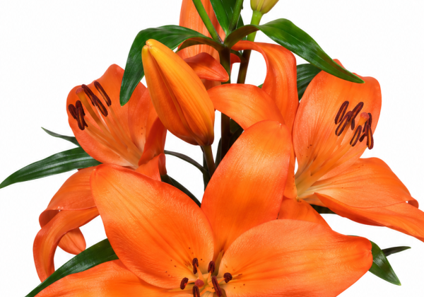 Lilium LA Alicante