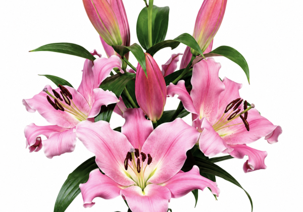 Lilium OT Bastogne