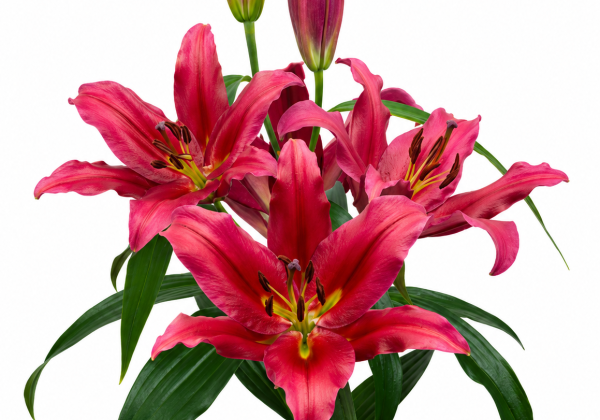Lilium OT Batavia