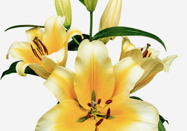 Lilium OT Be Mine