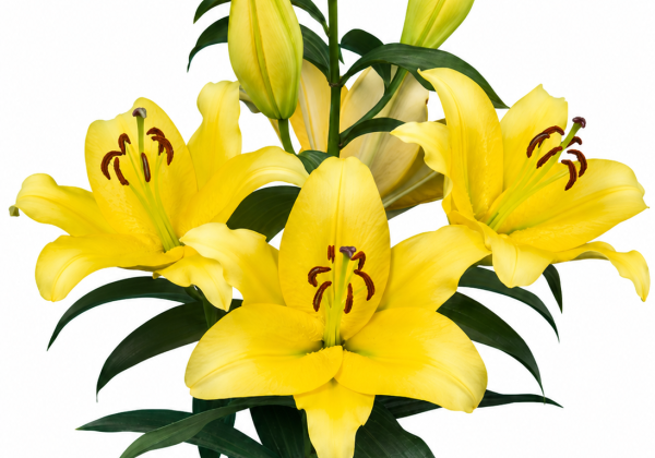 Lilium OT Bolt