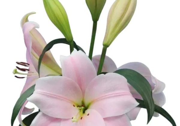 Lilium LF Cali
