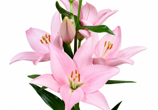 Lilium LA Cervia