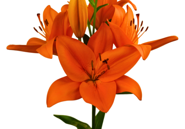 Lilium LA Dutch Passion