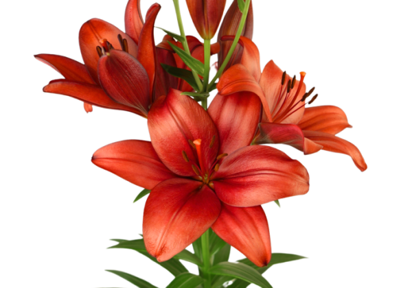 Lilium LA En Garde